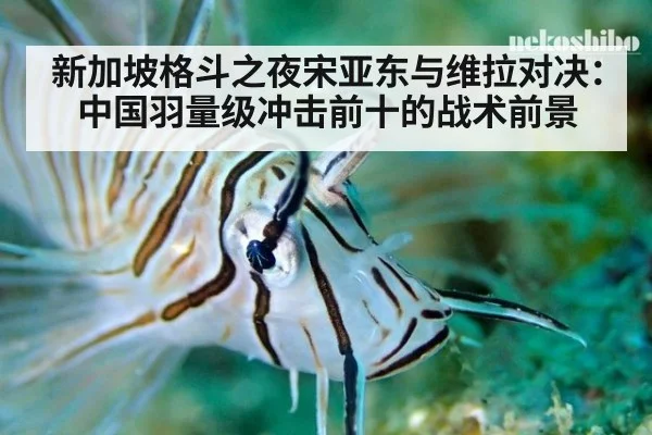 新加坡格斗之夜宋亚东与维拉对决:中国羽量级冲击前十的战术前景